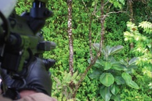 Herbicide Ballistic Technology in action shooting invasive weeds